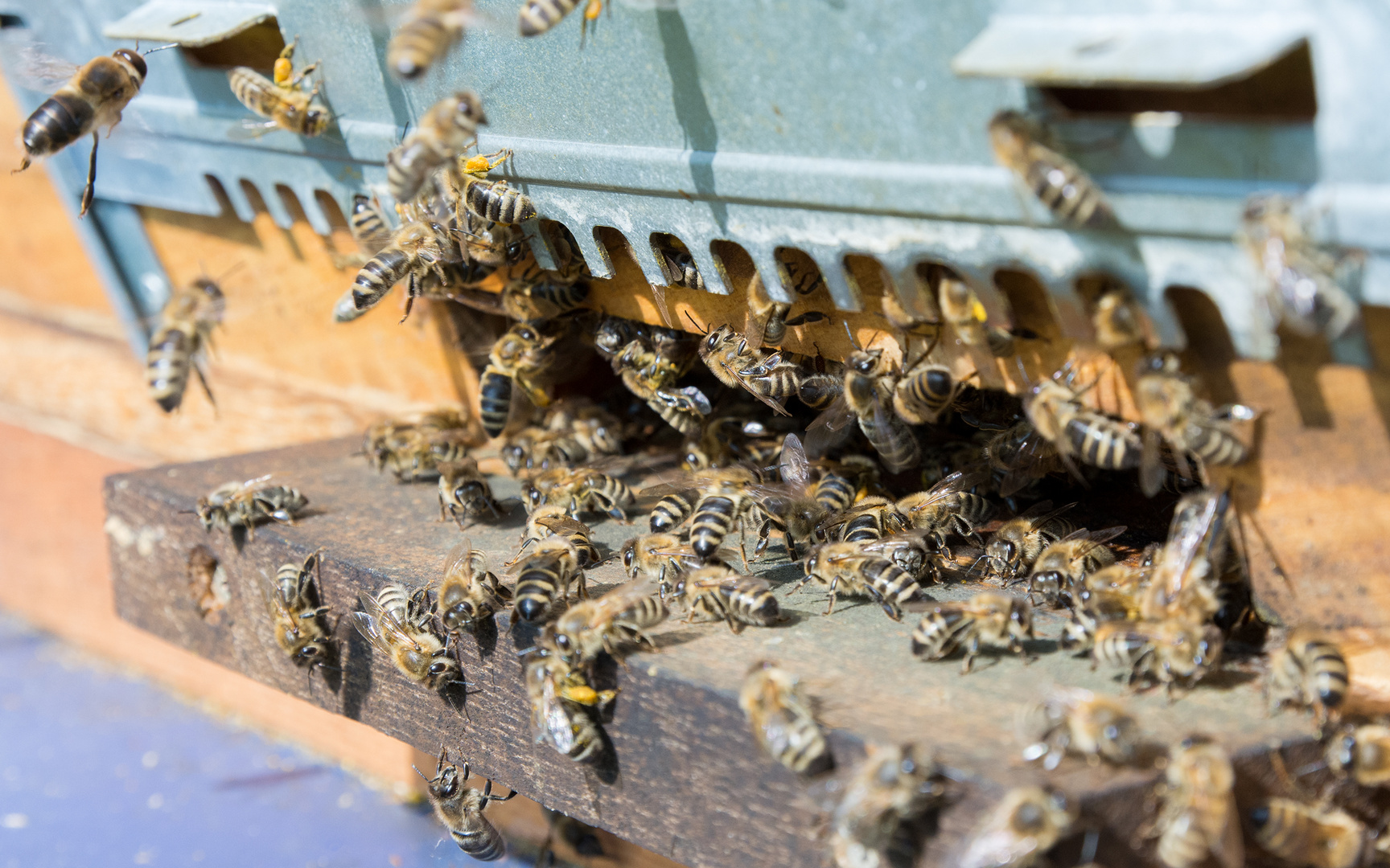 Bienenflughafen