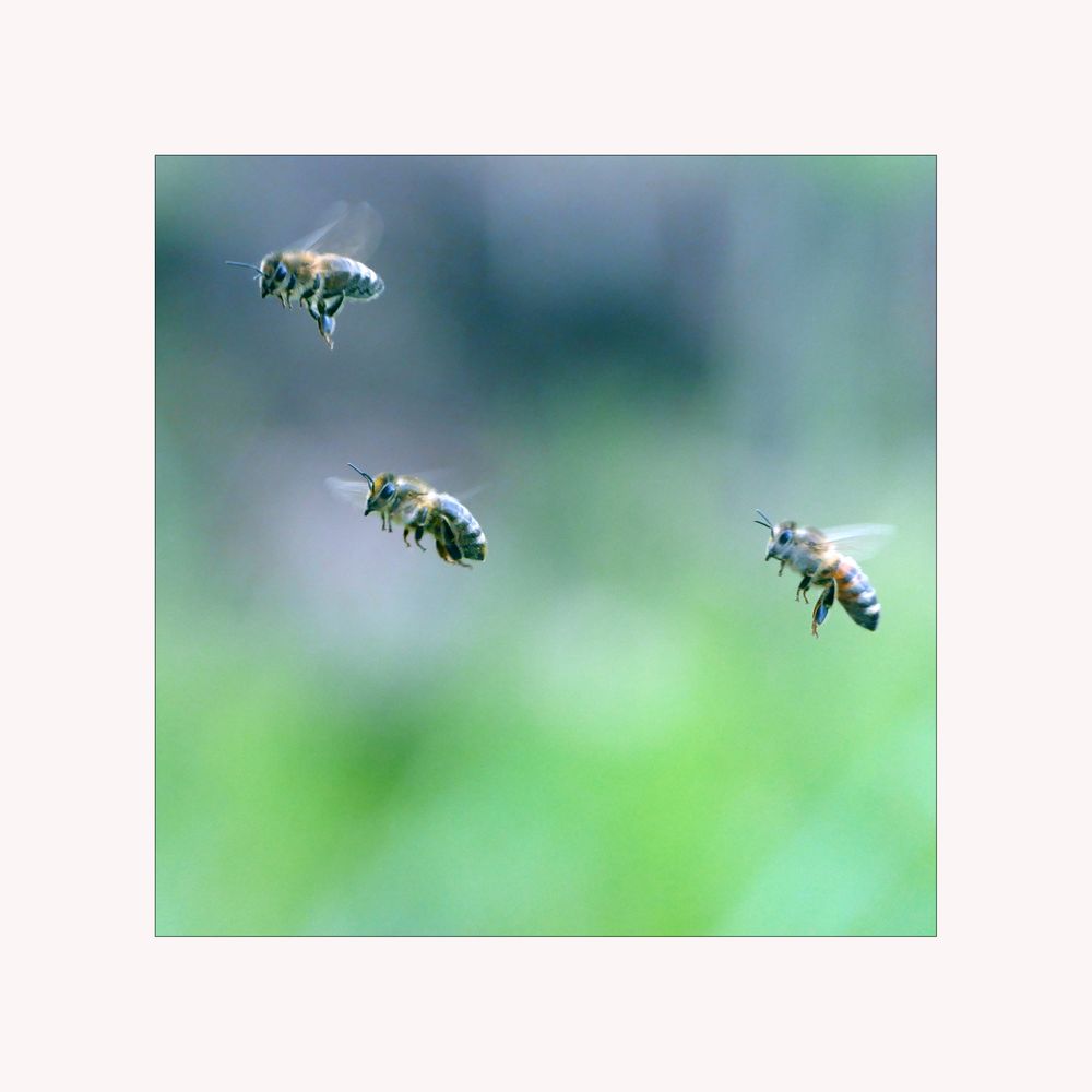 Bienenflugstudie