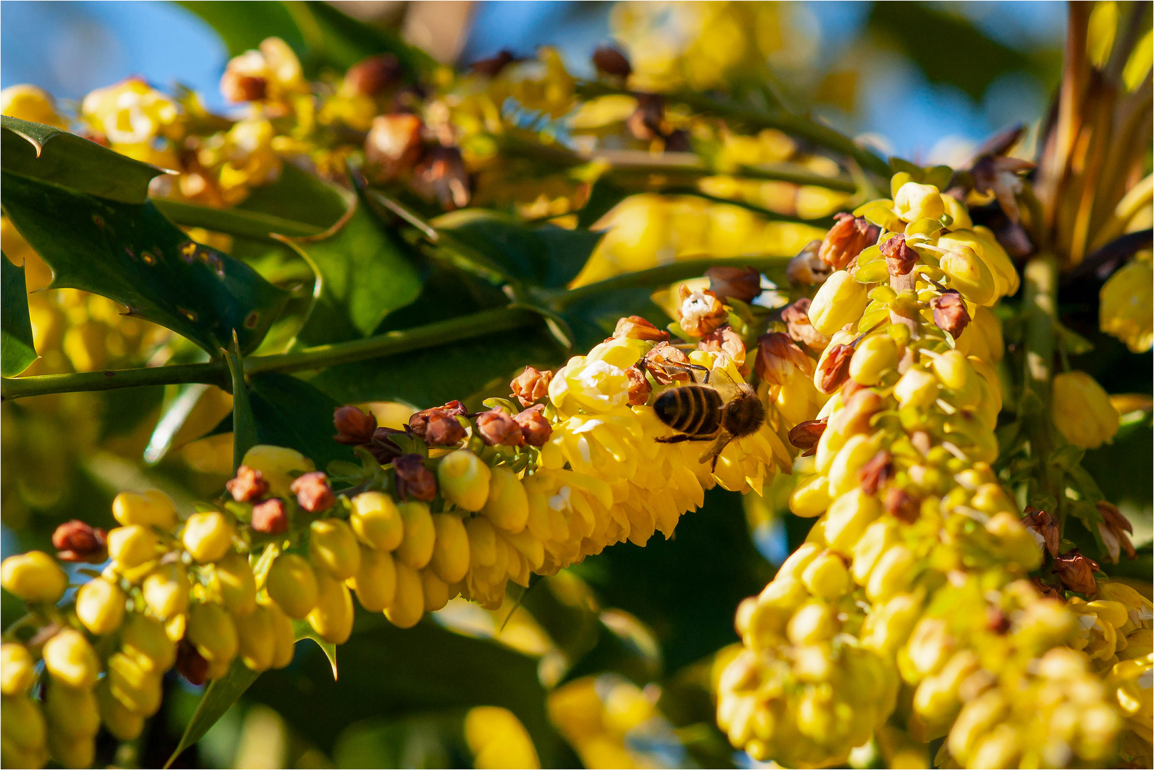 Bienenflugwetter