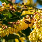 Bienenflugwetter