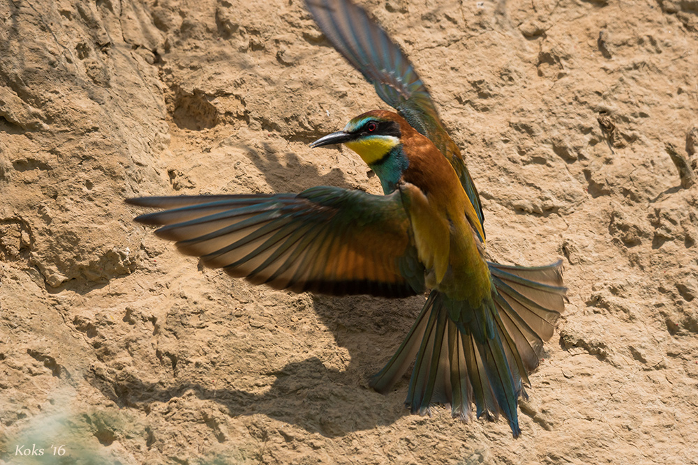 Bienenfresser