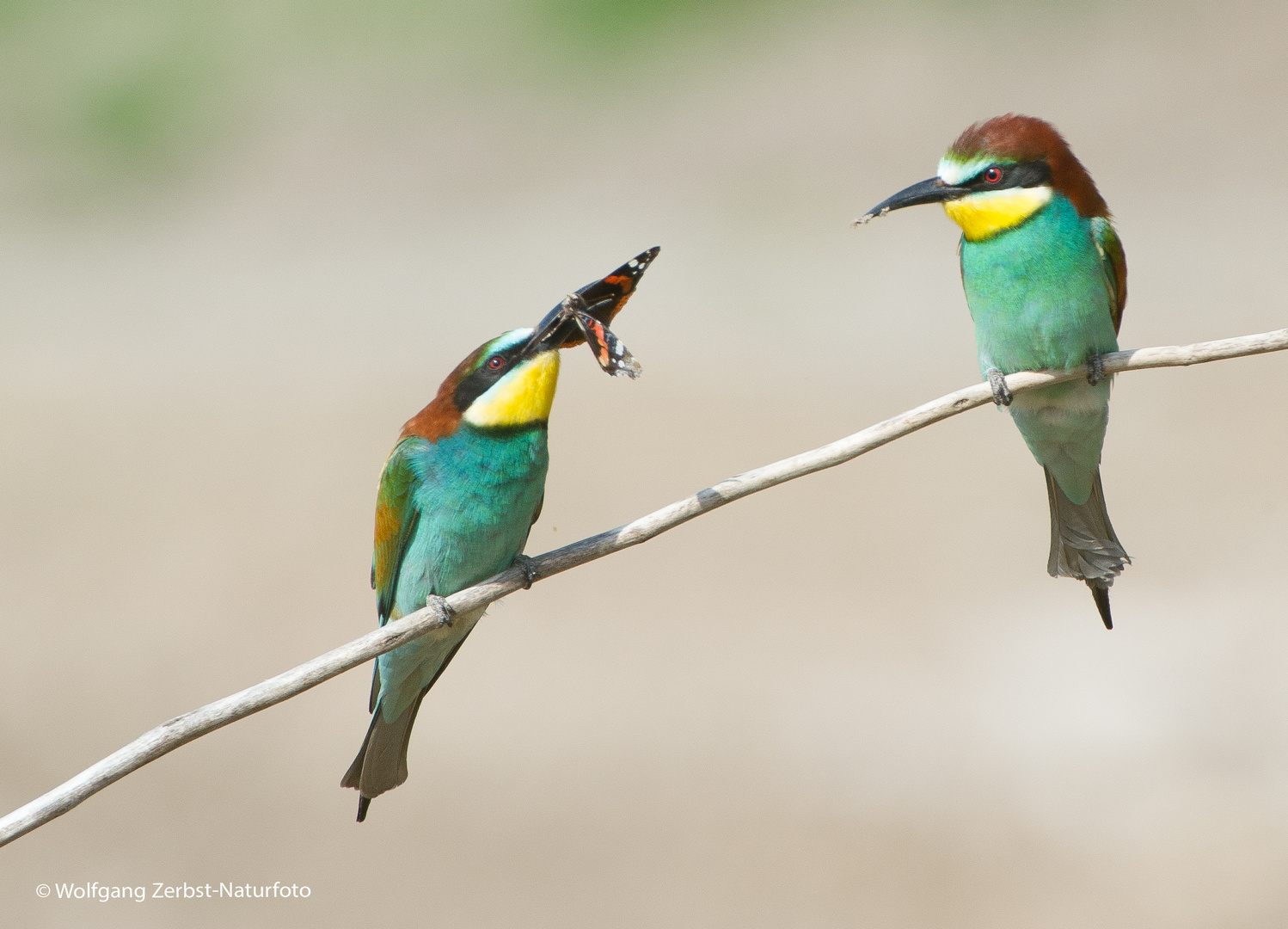 --- Bienenfresser 1 ---     ( Merops apiaster )