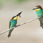 --- Bienenfresser 1 ---     ( Merops apiaster )