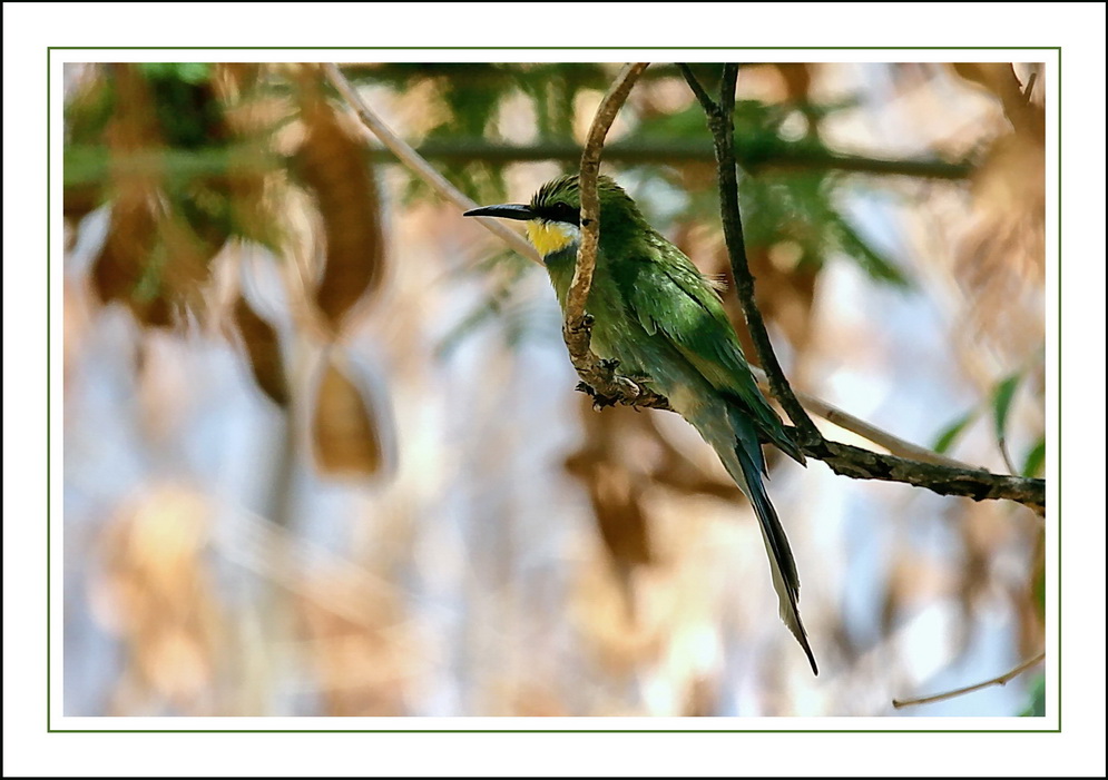 Bienenfresser