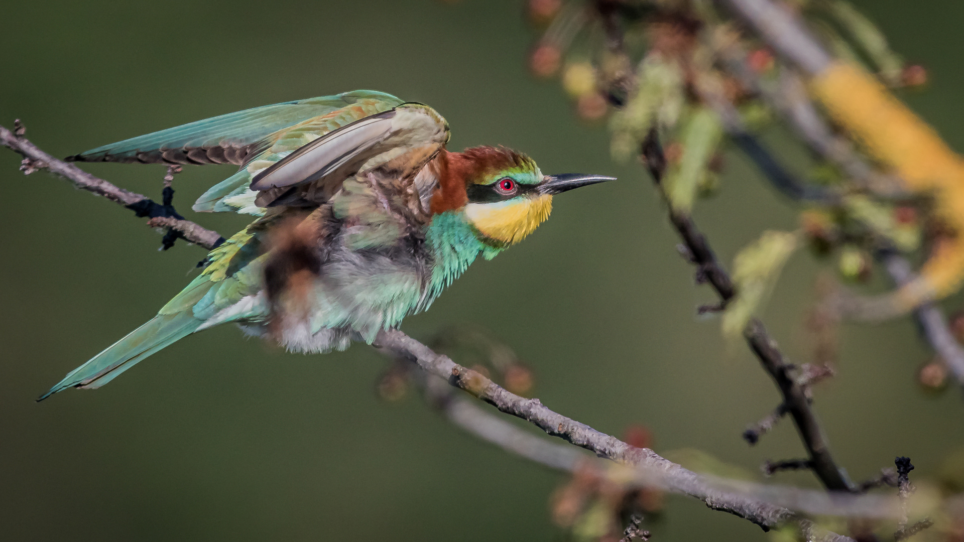 Bienenfresser