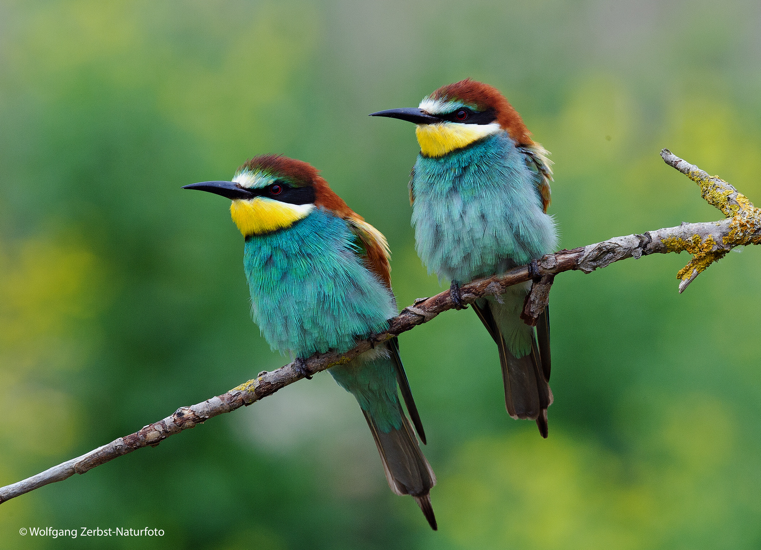 --- Bienenfresser 2 ---           ( Merops apiaster )