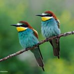 --- Bienenfresser 2 ---           ( Merops apiaster )