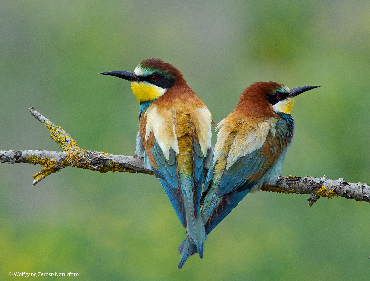 --- Bienenfresser 2 ---  ( Merops apiaster )