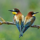 --- Bienenfresser 2 ---  ( Merops apiaster )