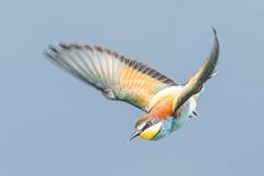 Wildlife