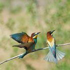 --- Bienenfresser 3 ---         ( Merops apiaster )