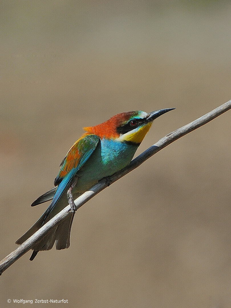 --- Bienenfresser 3 ---     ( Merops apiaster )