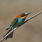 --- Bienenfresser 3 ---     ( Merops apiaster )