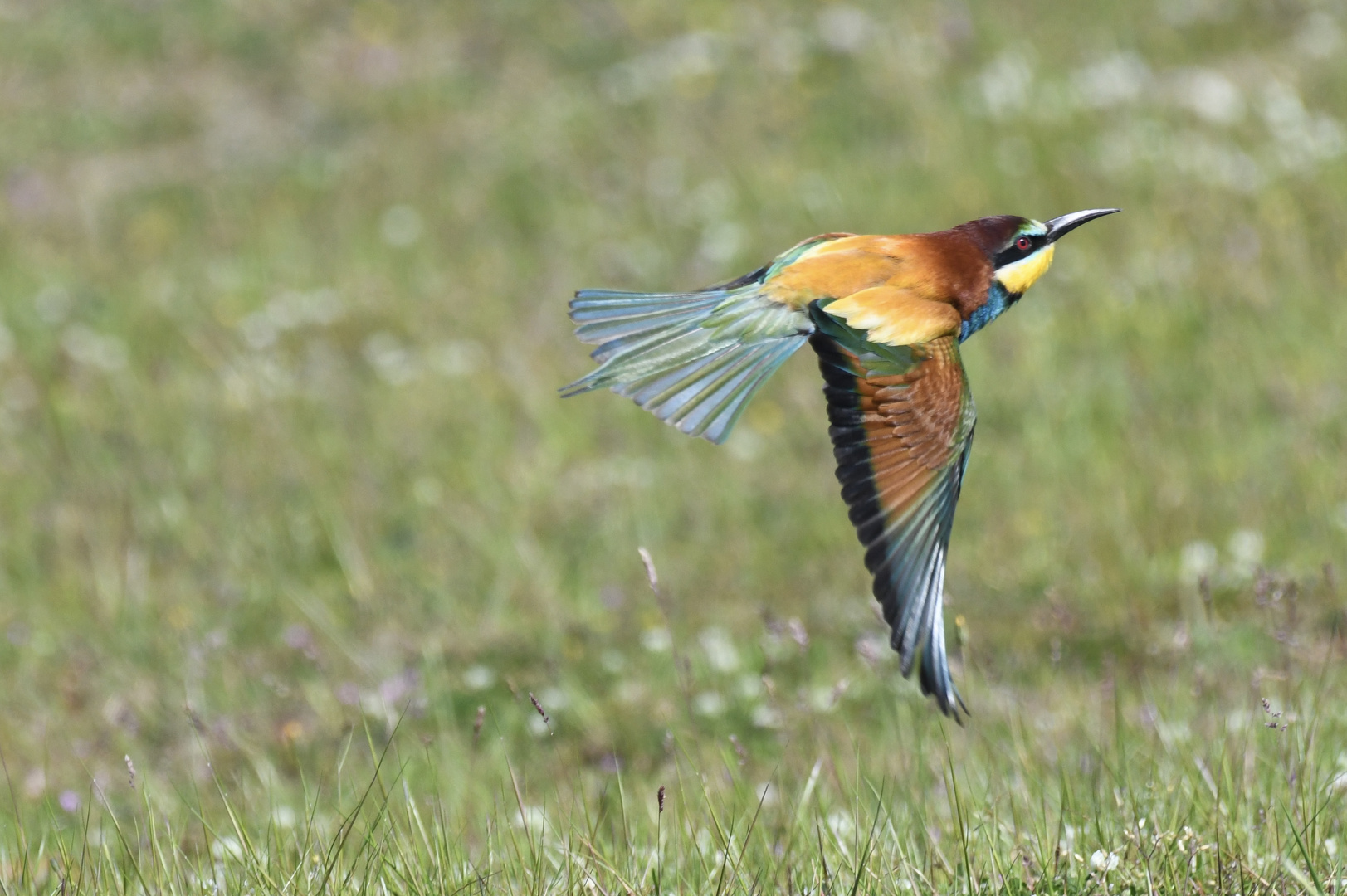 Bienenfresser 