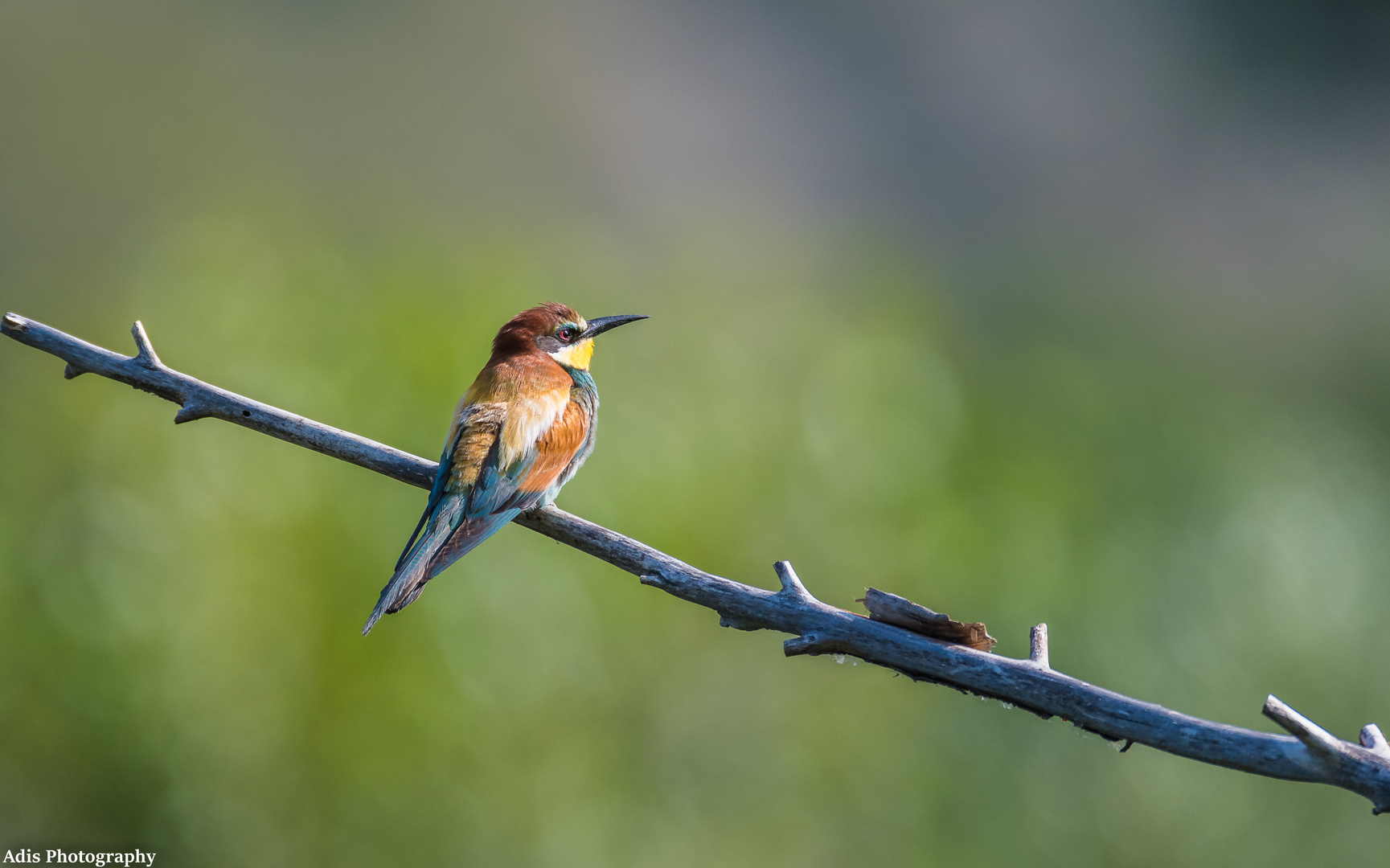 Bienenfresser