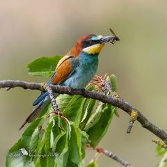 Bienenfresser