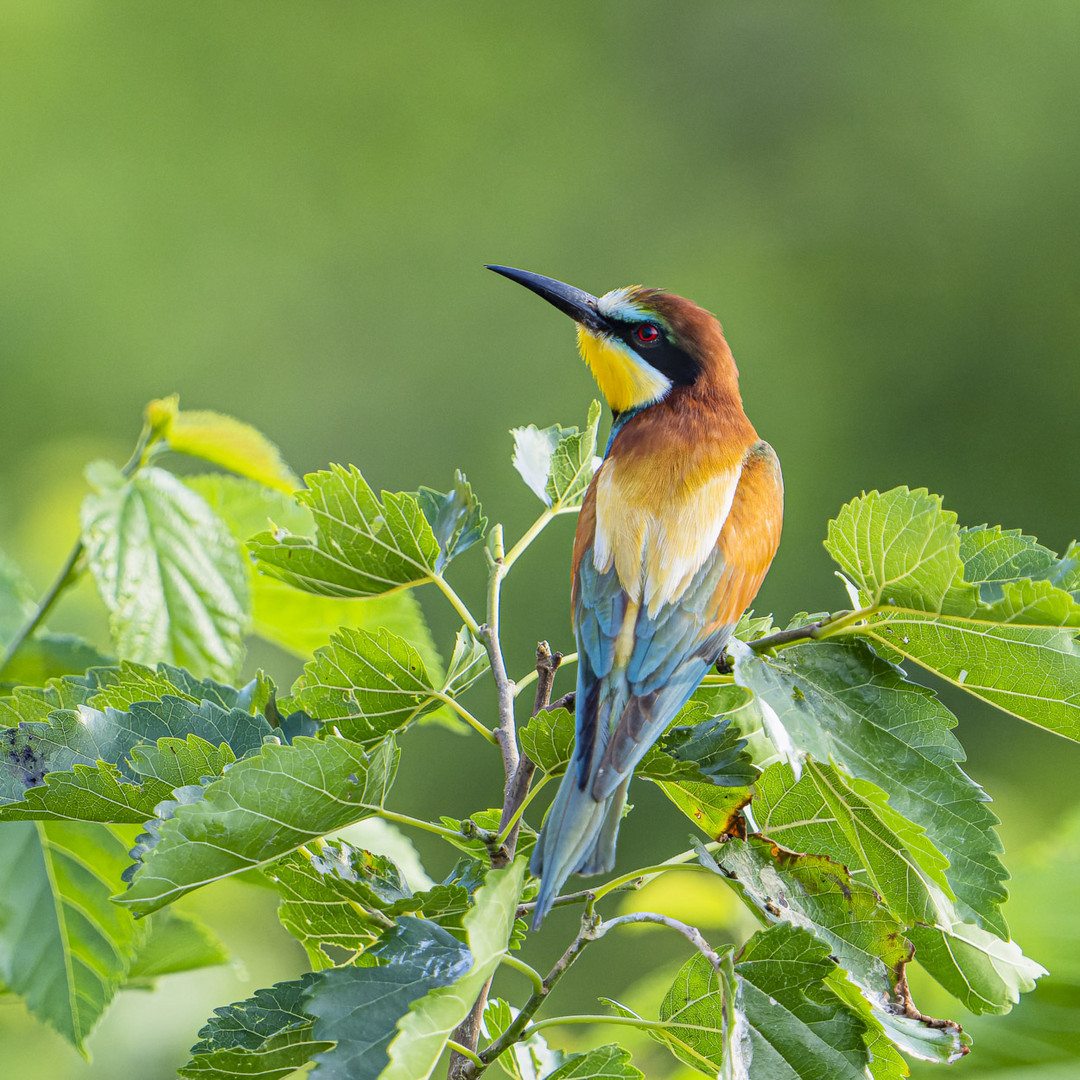 Bienenfresser