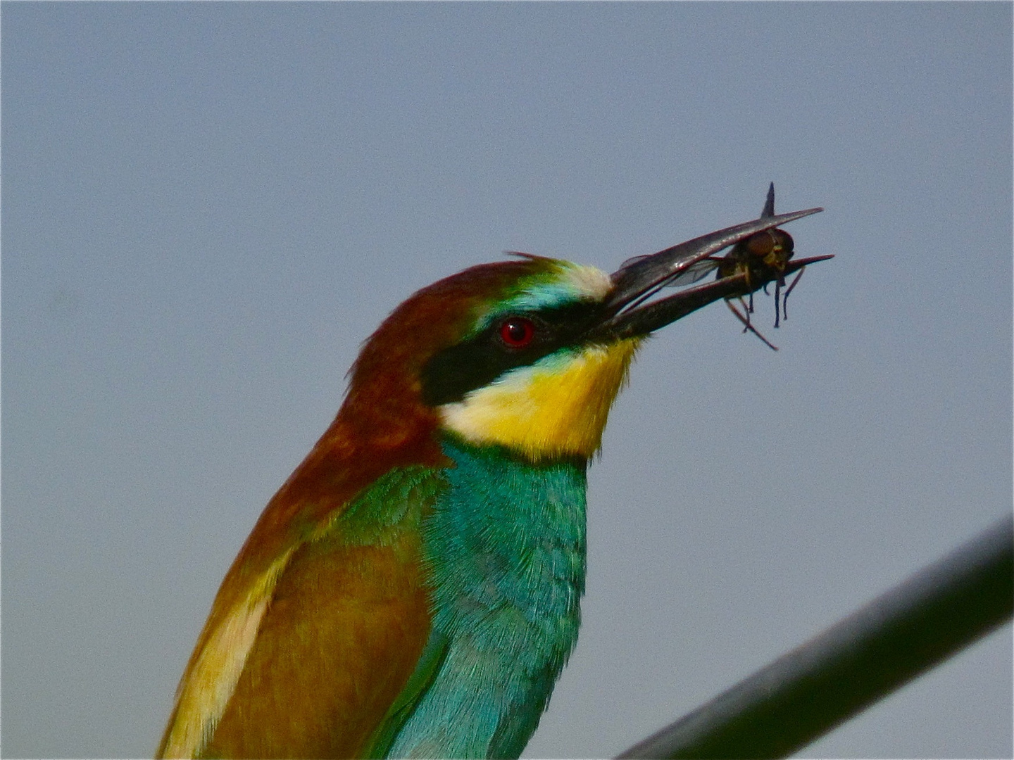 Bienenfresser