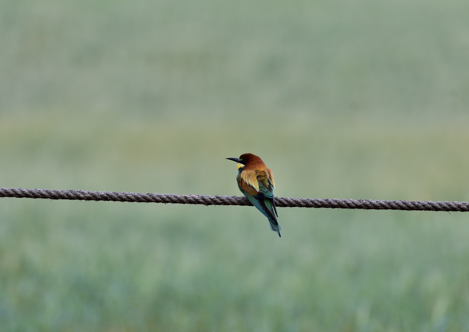 Bienenfresser