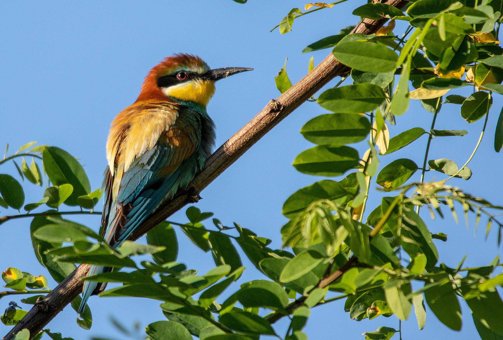 Bienenfresser