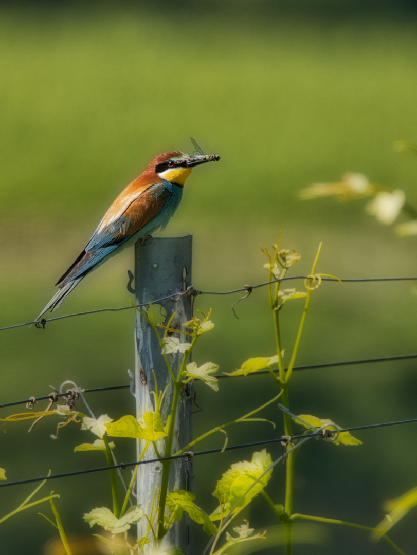 Bienenfresser