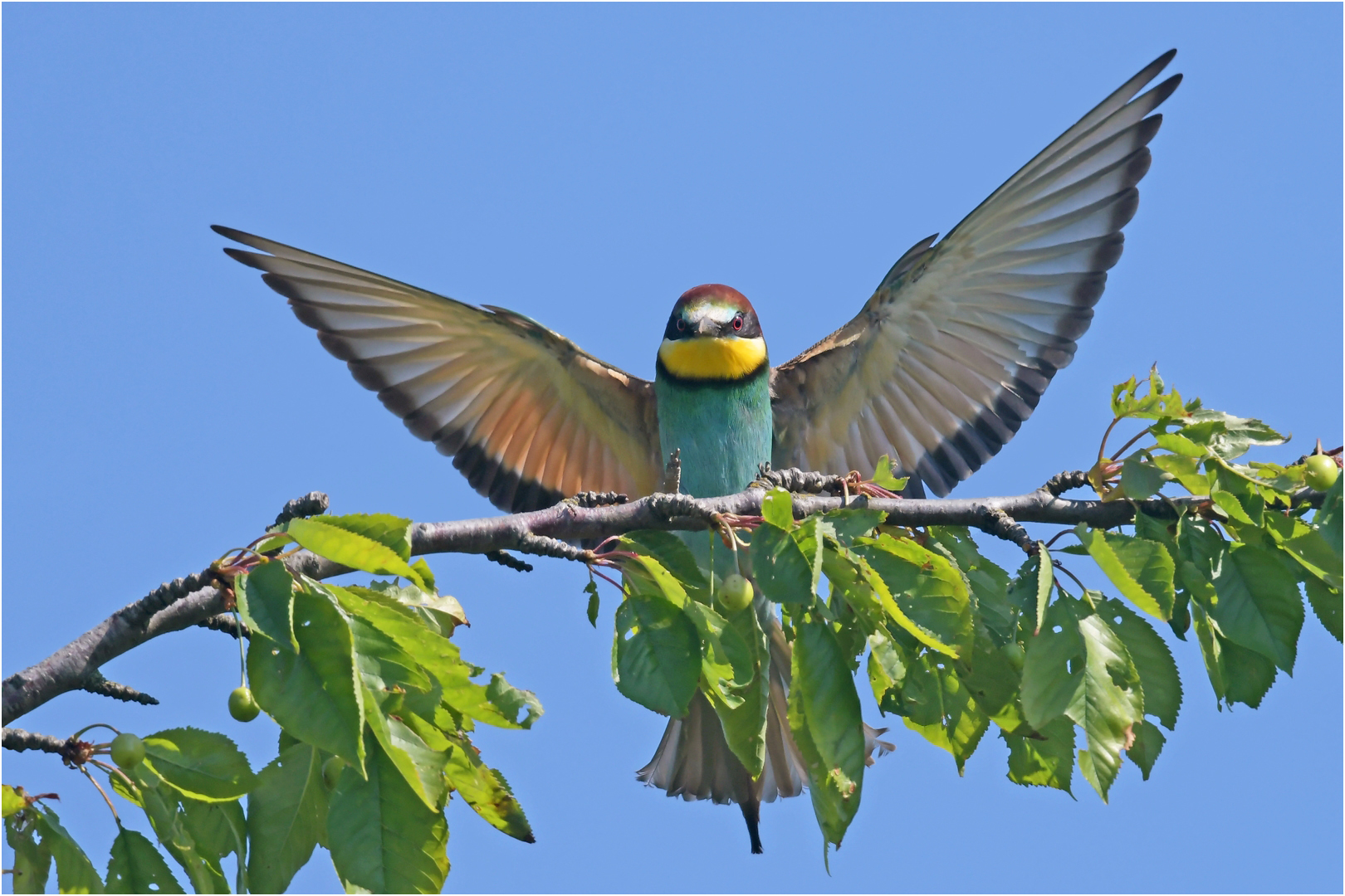 Bienenfresser