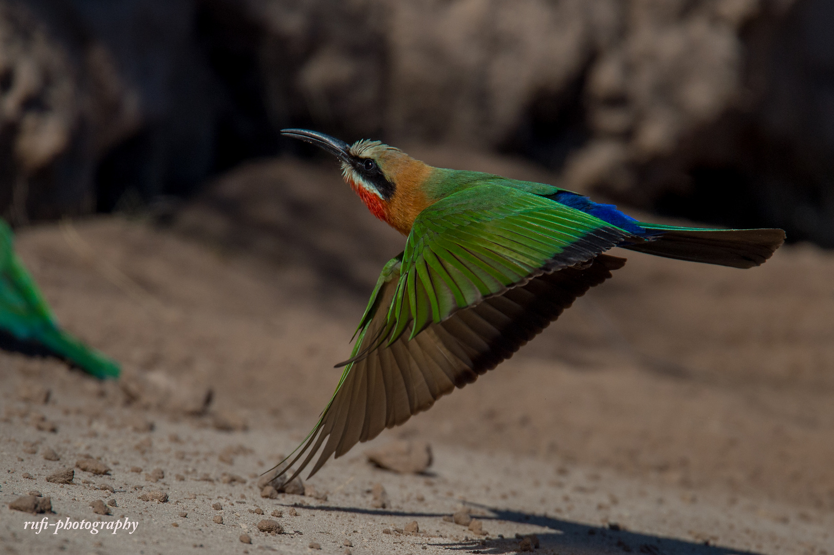 Bienenfresser am Chobe Fluss, Botswana