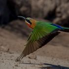 Bienenfresser am Chobe Fluss, Botswana