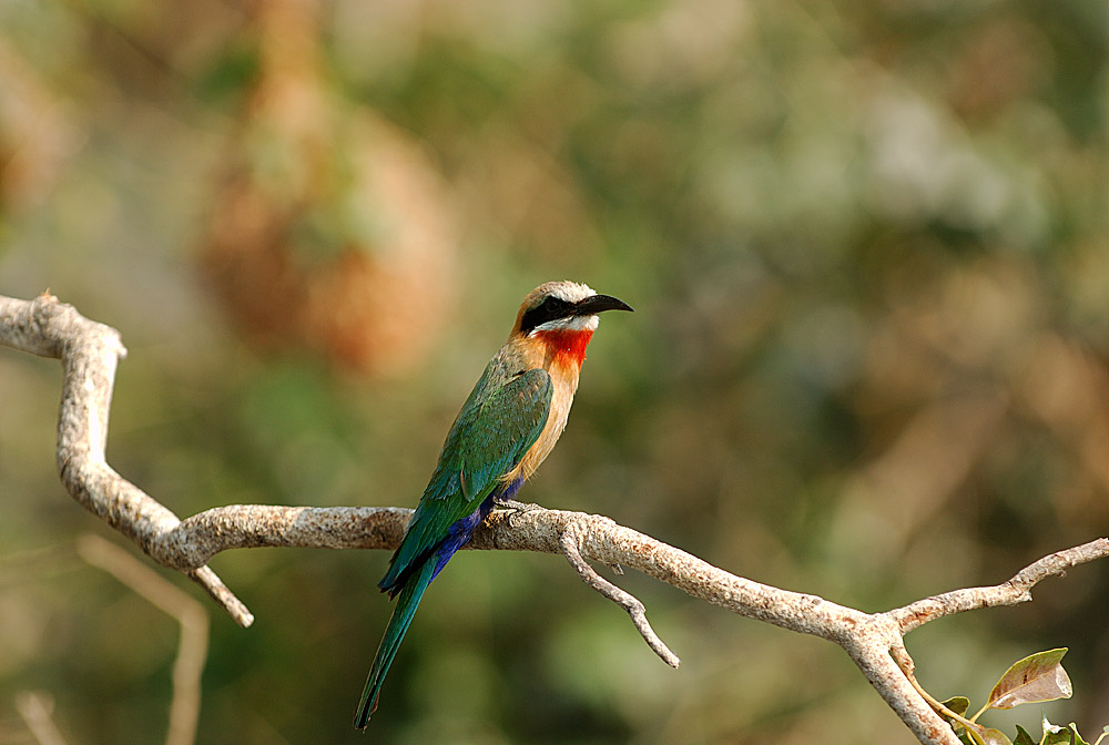 Bienenfresser am Chobe in Botswana