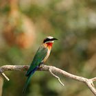 Bienenfresser am Chobe in Botswana