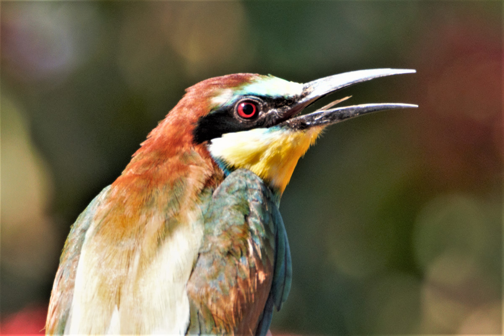  Bienenfresser am Großkaynaer See