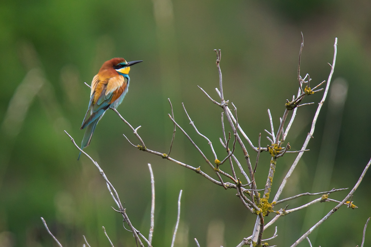 Bienenfresser am Kaiserstuhl - 3 -