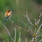 Bienenfresser am Kaiserstuhl - 3 -