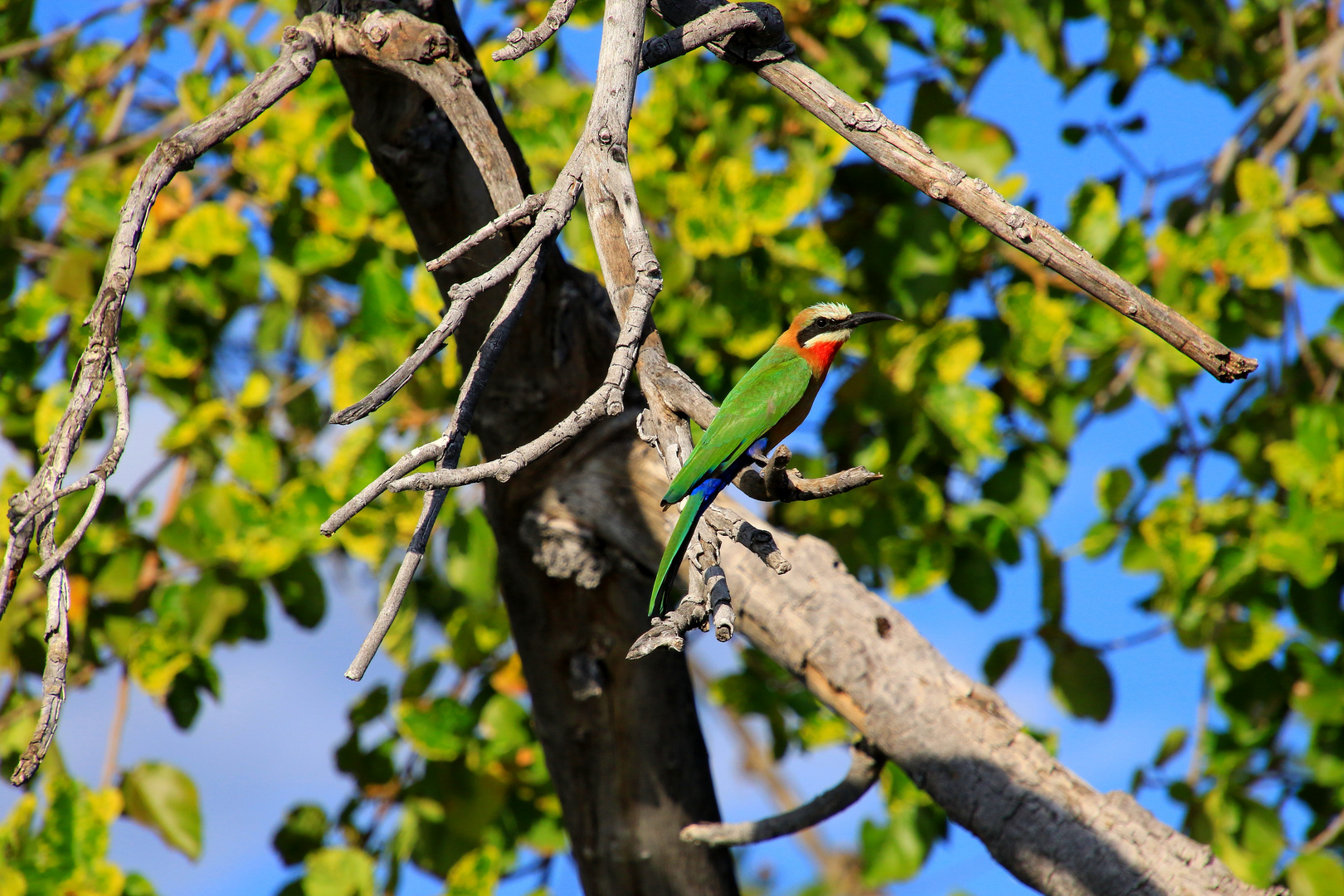 Bienenfresser am Okavango