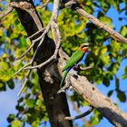 Bienenfresser am Okavango