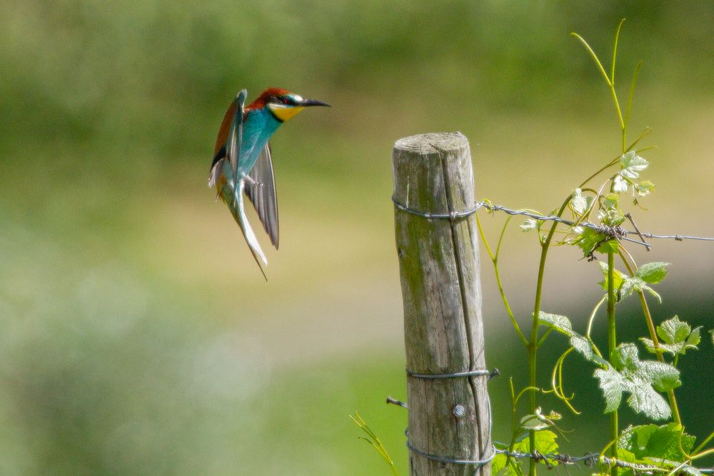 Bienenfresser – Anflug