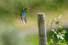 Bienenfresser – Anflug