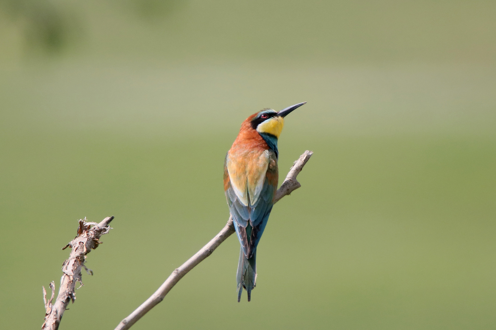 Bienenfresser auf dem Ansitz