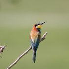 Bienenfresser auf dem Ansitz