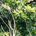 Bienenfresser auf Libellenjagd