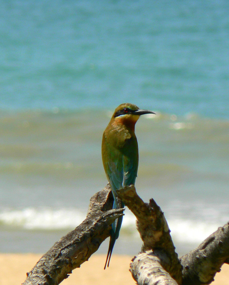 Bienenfresser auf Sri Lanka