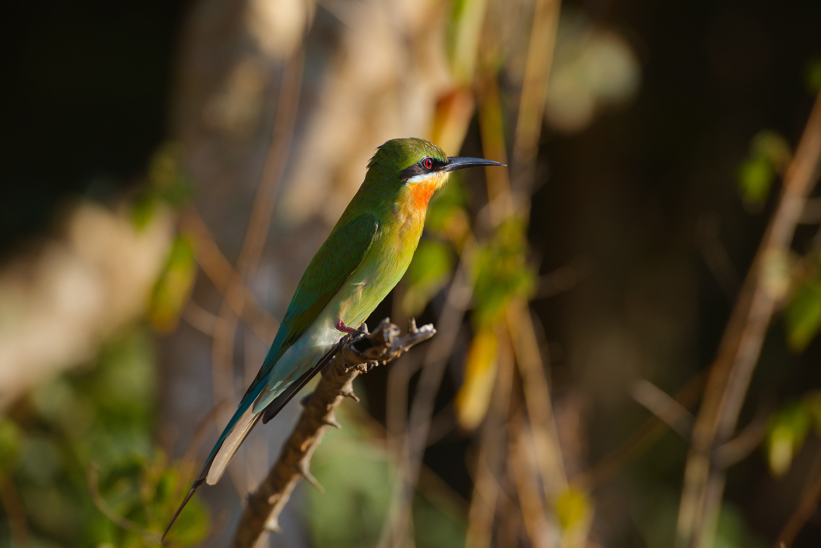 Bienenfresser auf Sri Lanka im Yala Nationalpark