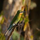 Bienenfresser auf Sri Lanka im Yala Nationalpark