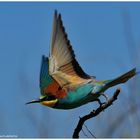 --- Bienenfresser auf zur Jagd................. --- ( Merops apiaster)