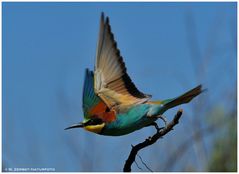 --- Bienenfresser auf zur Jagd................. --- ( Merops apiaster)