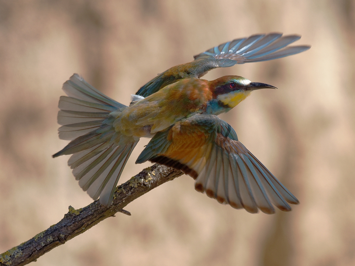 Bienenfresser: Aufbruch zur Jagd ...