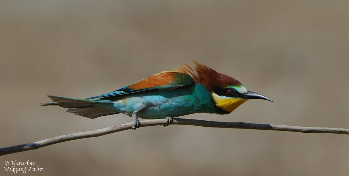 --- Bienenfresser B ---- (Merops apiaster )