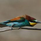 --- Bienenfresser B ---- (Merops apiaster )