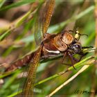 Bienenfresser