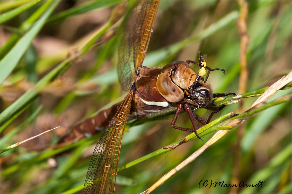 Bienenfresser